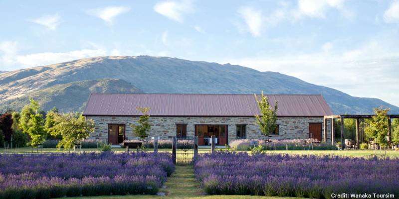 5. Enhance your senses at the Lavender Farm - Things to do in Wanaka