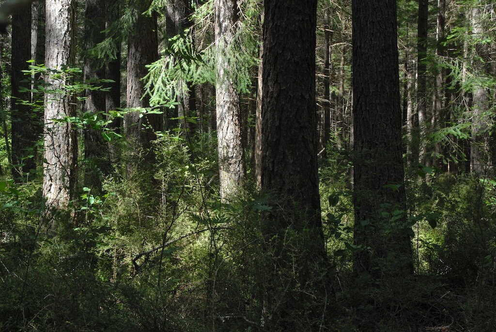 Walk in the Hanmer Forest