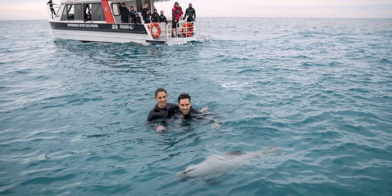1. Swim with the smallest dolphins in the world - Things to do in Akaroa