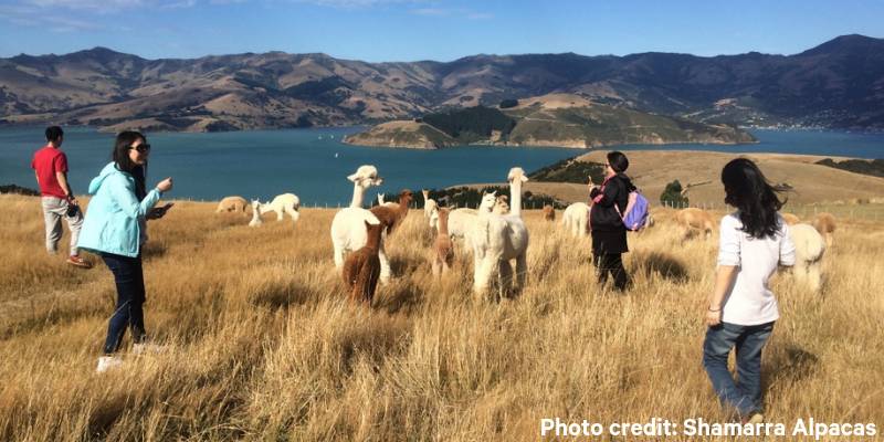 6. Hang out with the alpacas - Things to do in Akaroa