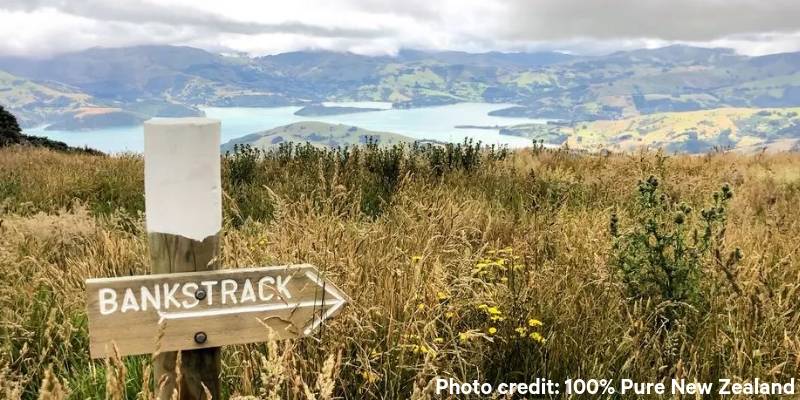 7. Explore the Banks Peninsula - Things to do in Akaroa