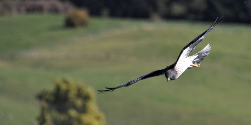 4. Discover New Zealand’s national birds of prey - 21 Best Things to Do in Rotorua, Rain or Shine