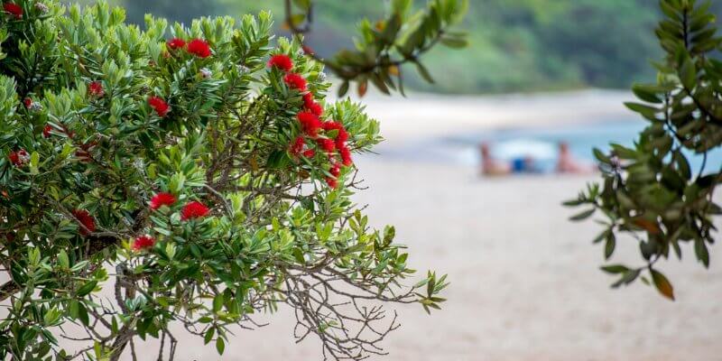 Coromandel bush walks - New Chums Beach