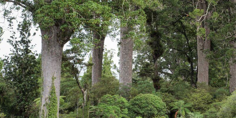 Coromandel Hikes - Square Kauri Walk