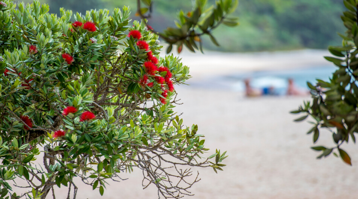 Flowering-Pohutukawa-at-New-Chums-beach