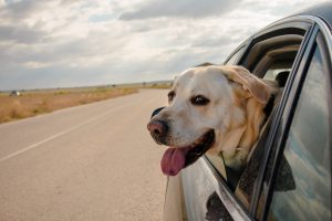 dog friendly accommodation taupo