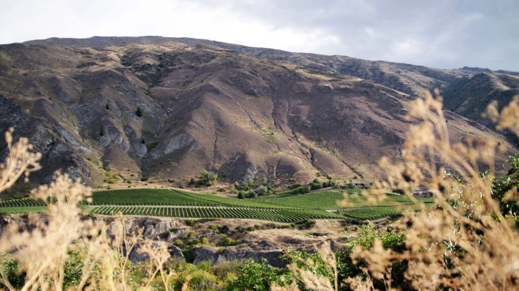 Our Favourite Queenstown Vineyards Best Wineries in Queenstown