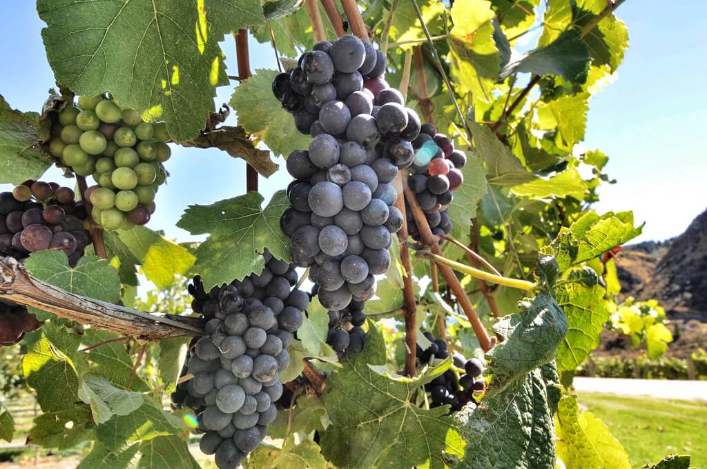 Our Favourite Queenstown Vineyards Best Wineries in Queenstown