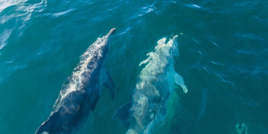 13. Akaroa - Are you a couple of nature lovers - Dive right in with Ecoseaker Dolphin Swimming - Romantic Experiences in New Zealand