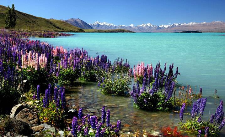 Lake Tekapo (South Island) - Unique Places to Visit in New Zealand