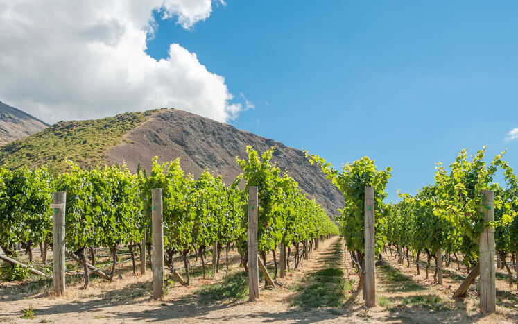 Visit Wineries and Vineyards in Queenstown