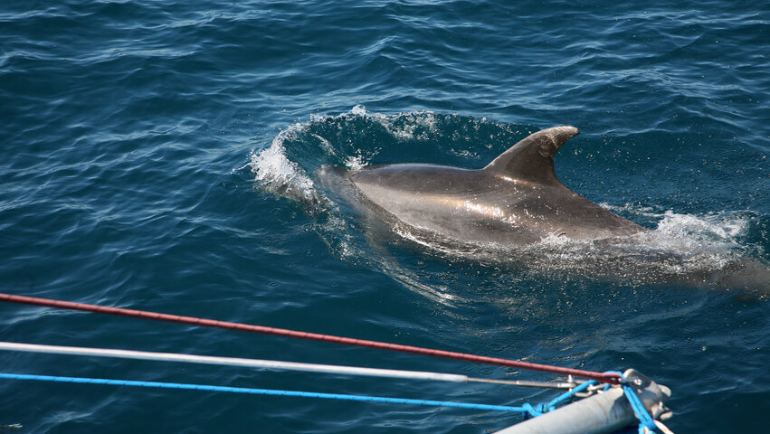 Dolphins in Bay of Islands