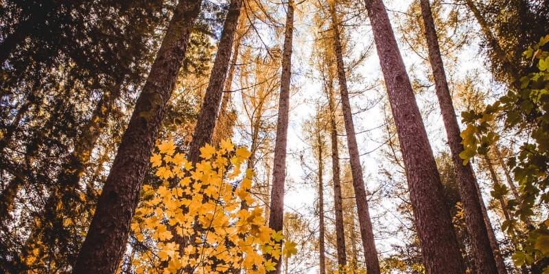 Hanmer Heritage Forest