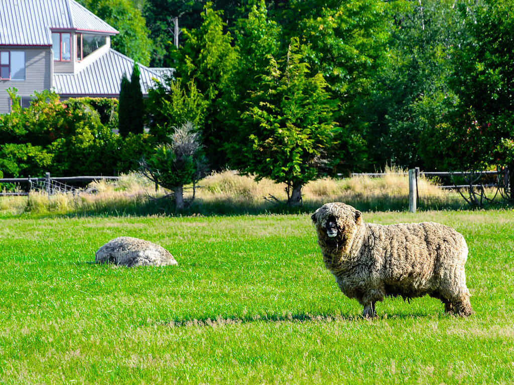Hanmer Springs Animal Park
