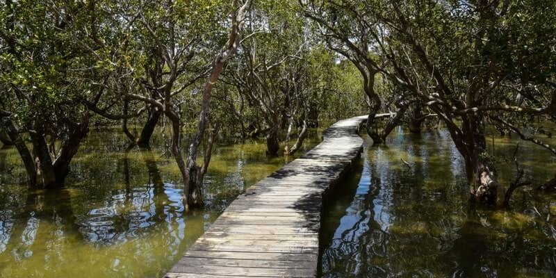 Paihia Mangrove Forest