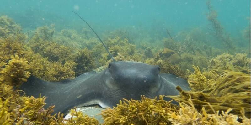 Tawharanui Marine Reserve