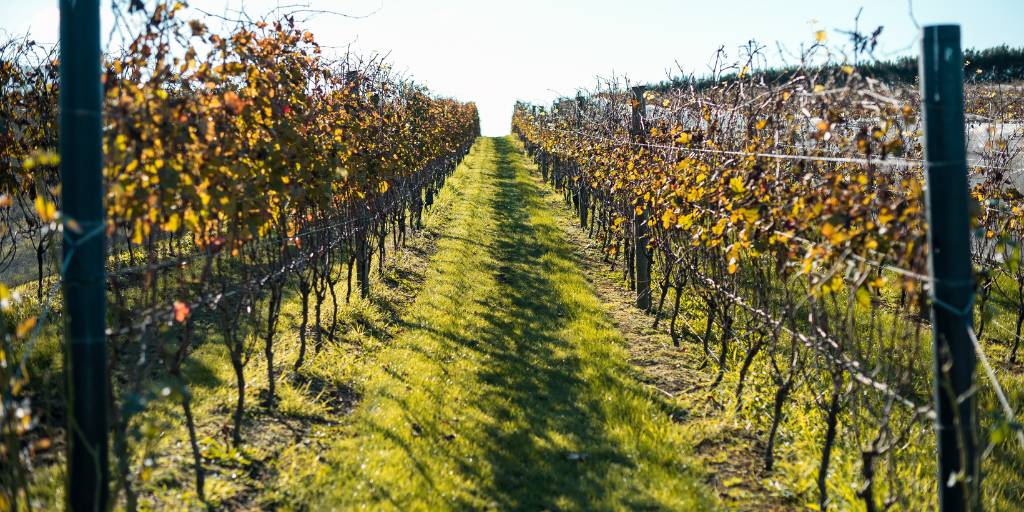 7. Hawkes Bay- Wine and dine amongst the vines in Hawke’s Bay. - Things to do in the North Island
