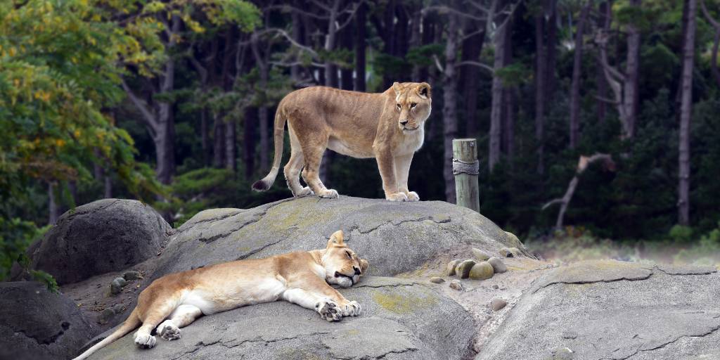 9. Wellington- Pack some snacks and head to Wellington Zoo for the day. - Things to do in the North Island